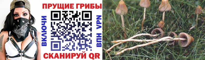 Галлюциногенные грибы мухоморы  мега как войти  Гремячинск 